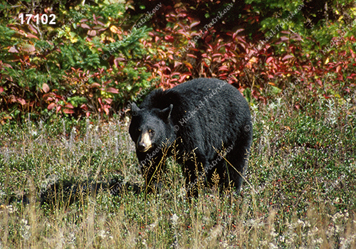 American Black Bear (Ursus americanus)